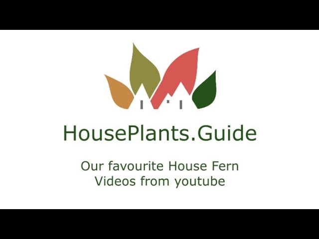 House Plants Guide: Our favourite House Fern Videos from youtube