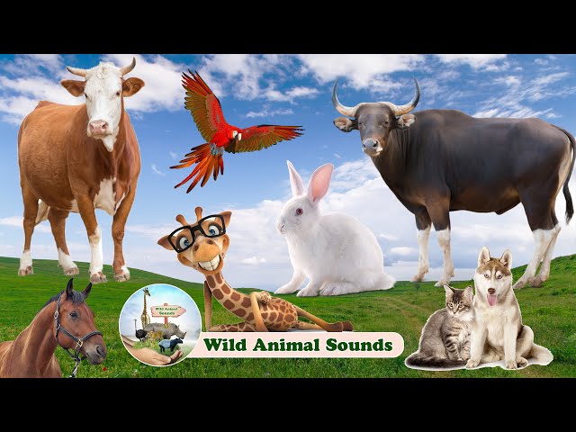 30 Minutes Funny Animal Sounds in Wildlife: Buffalo, Parrot, Horse, Giraffe, Rabbit | Animal Moments