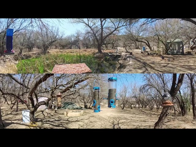 Sonoran desert pond 360 cam