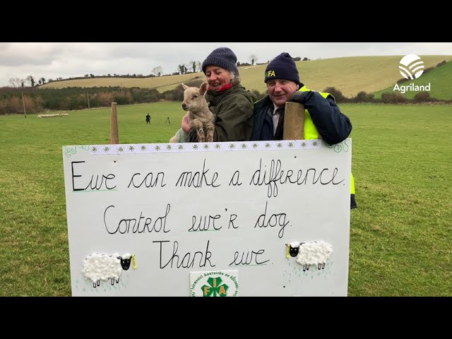 Annual 'No Dogs Allowed' campaign launches due to constant attacks on sheep