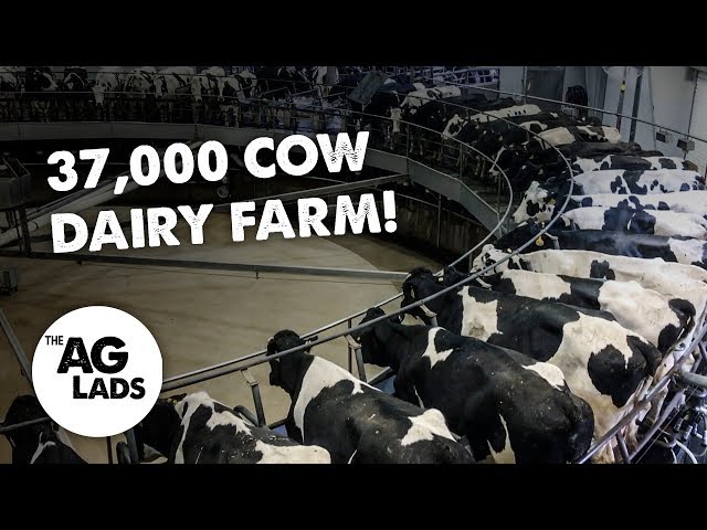 Huge scale dairy farming at Fair Oaks Farms