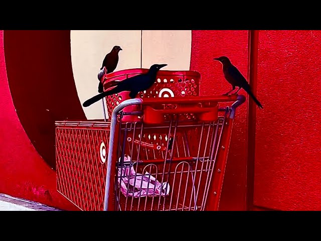 You Wouldn’t Believe These Valentine’s Day Love Birds @Target #bird #animals #nature #viralvideo