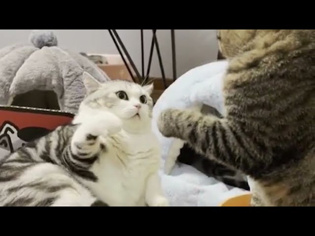 EPIC CAT FIGHTS | REAL SOUND | BEST OF 2023 PART 1 #shorts