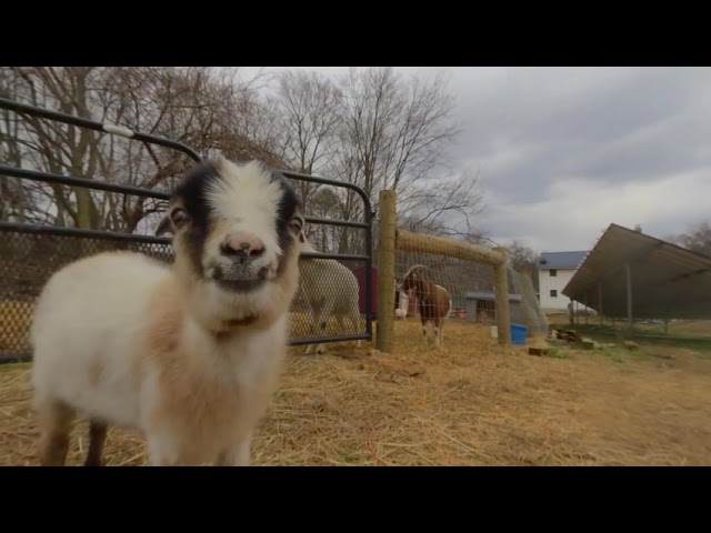 The Animals of Here With Us Farm Sanctuary 2022 3D 180 VR