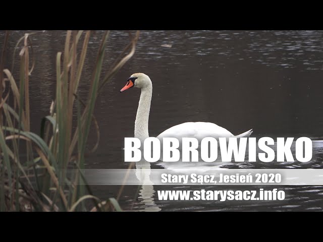 BOBROWISKO, Stary Sącz, jesień 2020 - Łabędź 3KK4 - www.starysacz.info