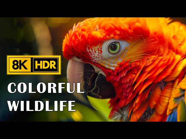 Macaw Parrots in 8K HDR 60FPS | Stunning Beautiful Birds | Birds Sound