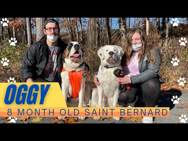 8 Month Old St. Bernard (Oggy) | Best Philadelphia Dog Trainers | Off Leash K9 Training Philadelphia