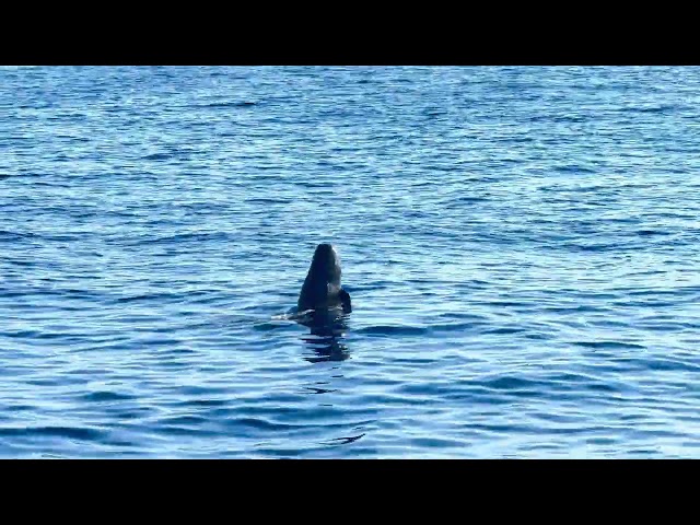 Cute short-finned pilot whale baby, behavior between spy hopping and head slap. ｜短肢領航鯨寶寶的浮窺？頭擊浪？太可愛啦