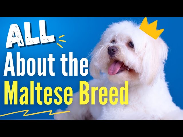 All About the Maltese Breed | Fun Facts & Characteristics