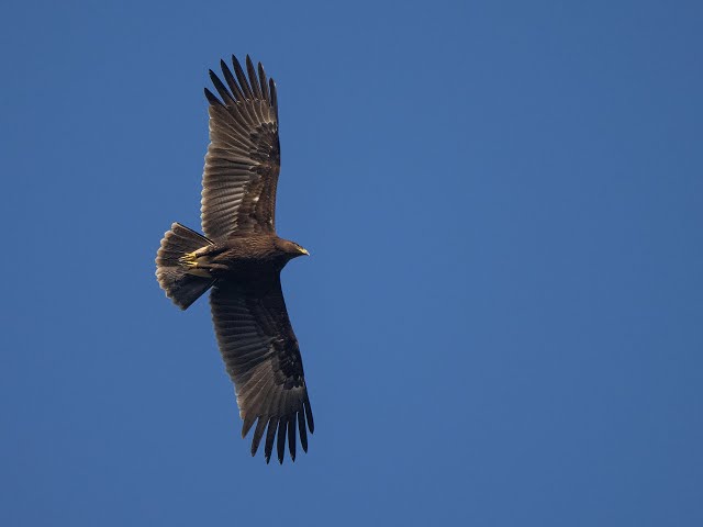 Greater Spotted Eagle || IIT Bombay || Long Nights by Eddie Vedder