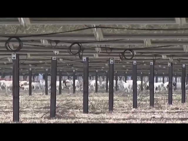 Eye on Agriculture Solar Panels on Farmland