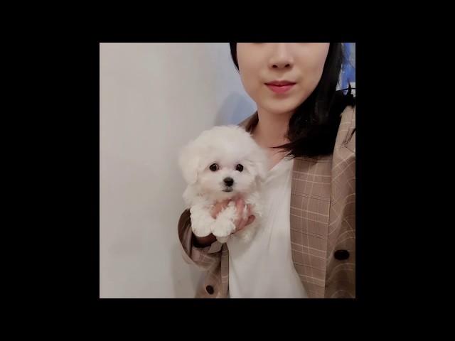 A doll like mini bichon frise  lovely and cutest puppies video - Teacup puppies KimsKennelUS