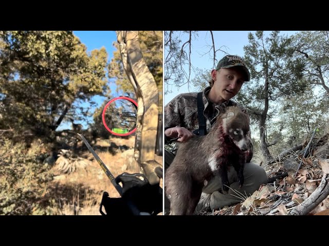 Archery Hunting Rutting Coues Deer in Arizona