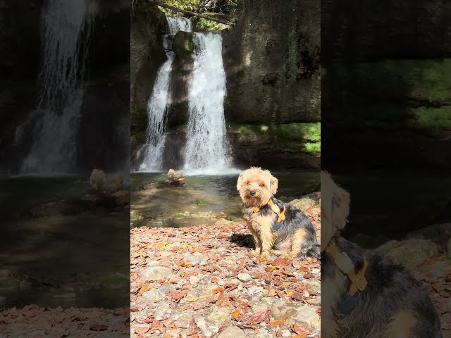 Ruda the Yorkie Chillin' by the Waterfall – Relaxing Autumn Vibes!