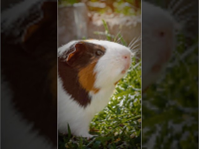 I bet you did not know how incredibly social guinea pigs are! #guineapig #funfacts #cuteanimals