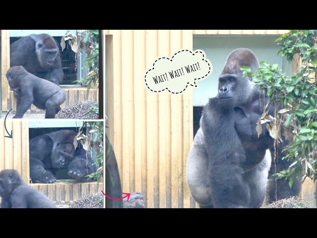 Dad Gorilla Is Miffed At His Son | July 3, 2022 | Kyoto Zoo