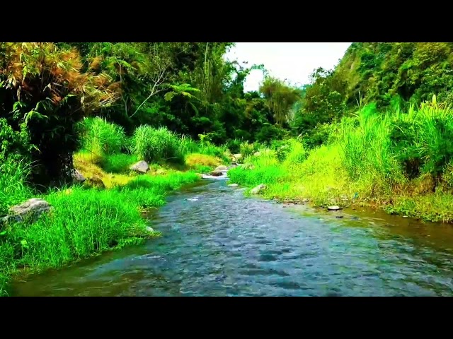 River sounds for sleeping Asmr nature sounds Stream sounds Soft water sounds Forest ambience