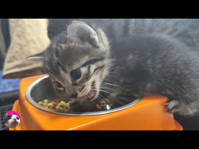 The hungry kitten's reaction to seeing its meal was too cute... | Compilation