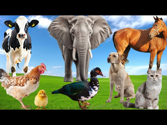 Familiar Animal Sounds: Duck, Cow, Dog, Horse, Hen, Elephant, Cat - Cute Animal Moments