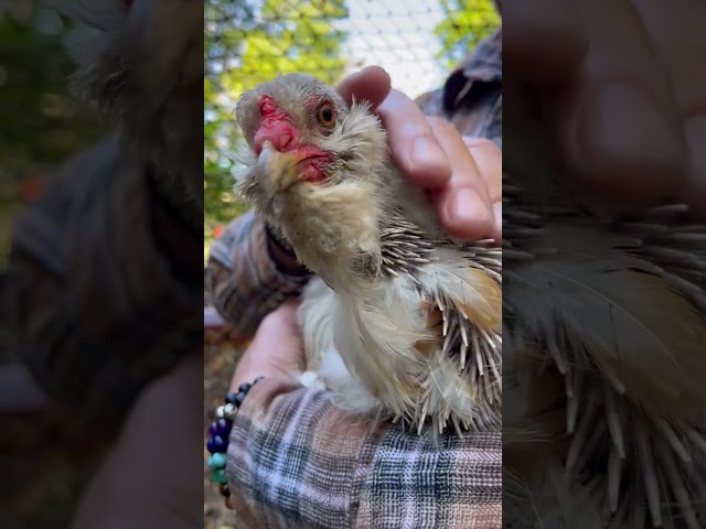 Hengehog- #shorts #molting #chicken