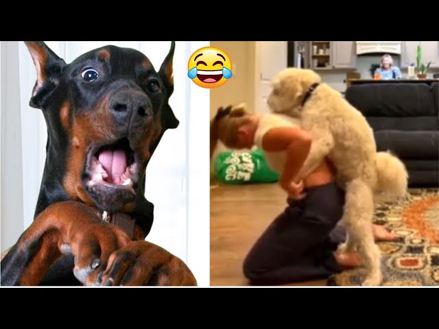 Funny Dogs And Cats Videos 2023🤣😹 Funny Animals😉 Wholesome Moments #4