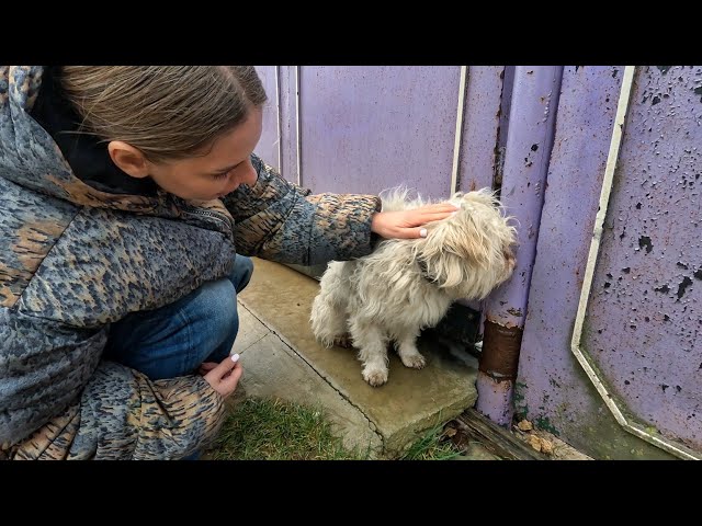 Heartbroken Dog Sits at Gate for Days After Being Kicked Out of Yard