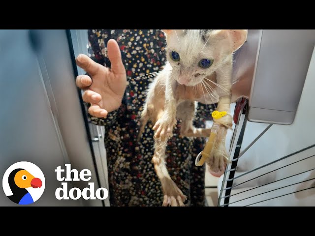 Scared Cat Who Screamed at Pets Now Loves To Cuddle | The Dodo