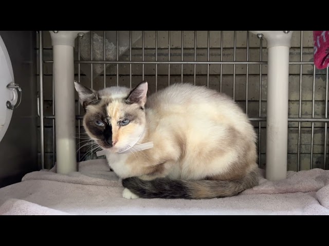 A5501257 & A5501259  Kate & Snowball   |  Snowshoe Cats