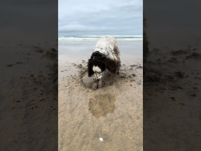 English Springer Spaniel Digging hole in the sand