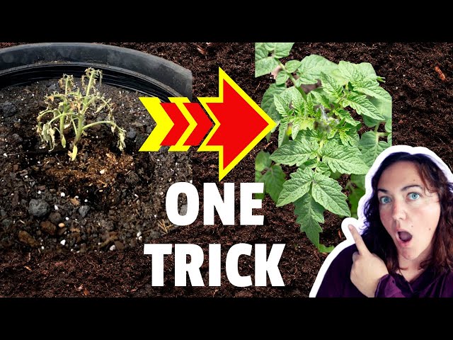 Revive dying tomato plants with this one EASY trick