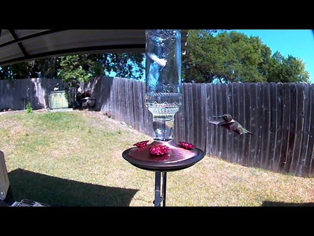 Hummingbird 08/05/18