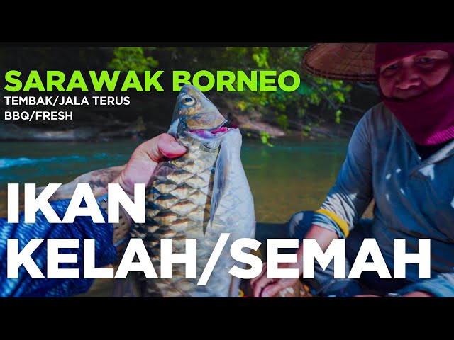 Memburu Ikan Kelah/Semah.OFF ROAD CAMPING ADVENTURE into the FOREST of BORNEO #ikanSemah #Sarawak