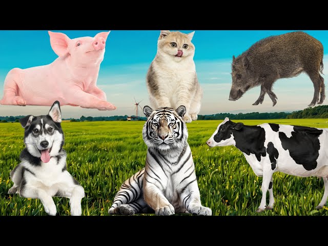 Animal Farm Sounds: Cat, Cow, Dog, Pig, Tiger, Fish, Otter, Hippo - Music For Relax