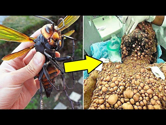 15 Insectos Con Las Picaduras Más VENENOSAS Del Mundo 😨