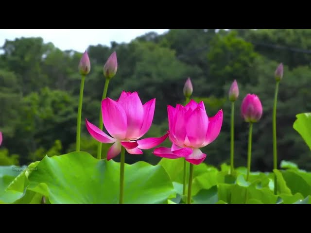 Nature 4k Video Ultra HD | 4k Ultra HD Video