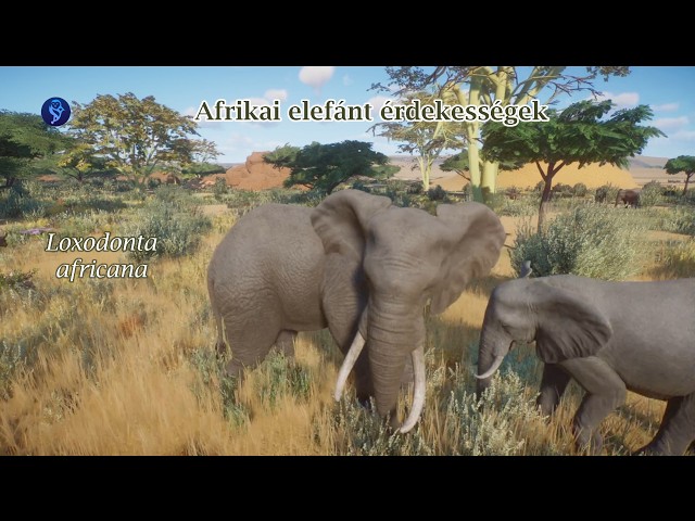 African elephant fun-facts!🐘Animal presentation | Reincarnated chieftain!