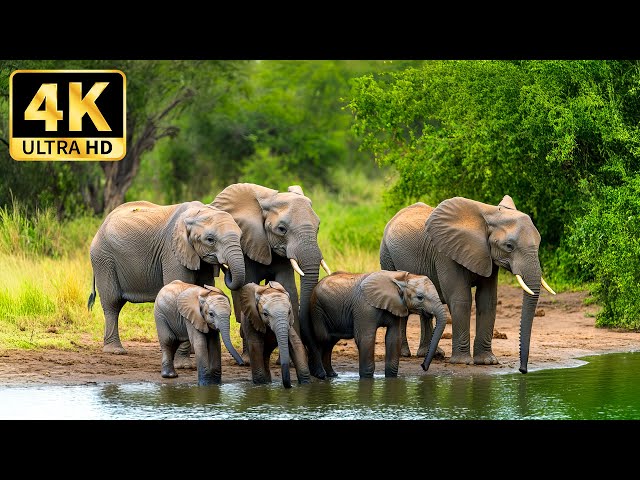 Explore the African Animal Kingdom 4K 🌿With Soothing Relaxing Music