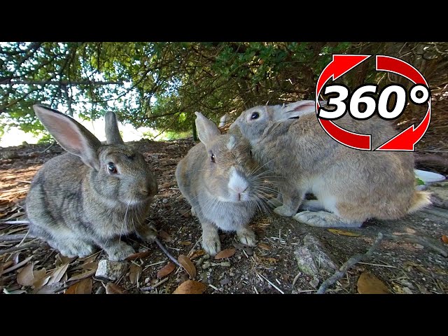 【360 Video】Rabbits of father, mother and child.