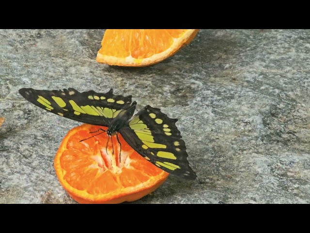 Butterfly Flapping It's Wings, Eating An Orange 🦋