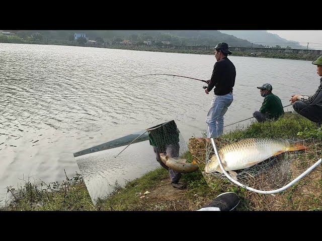 Câu lăng xê đầu năm gặp cá chép khủng.Dòng cá mỏi tay cảm giác thật tuyệt / Fishing Lancer Carp.