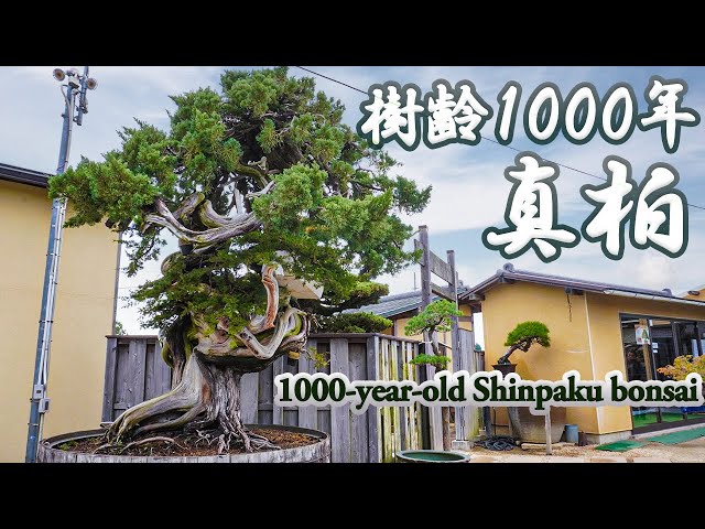 Challenge to the world-famous Shinpaku bonsai - The 1000-year history and the future from now on -