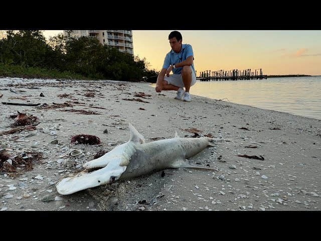 Thousands of dead fish wash ashore around Fort Myers Beach as Red Tide Alert is issued