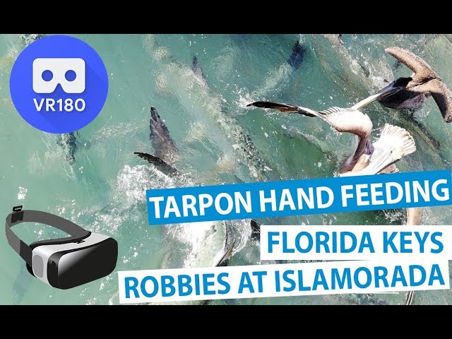 Giant Tarpon Hand Feeding at Robbies Marina Islamorada in the Florida Keys - 3D Florida Keys (VR180)