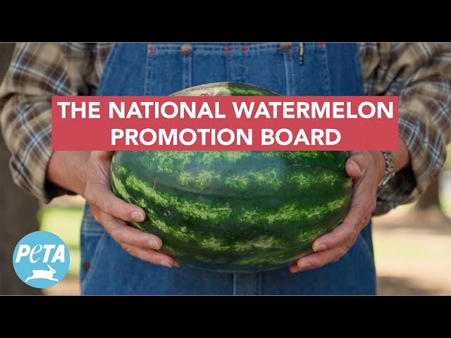 The National Watermelon Promotion Board’s Tests on Animals Are Far From Refreshing