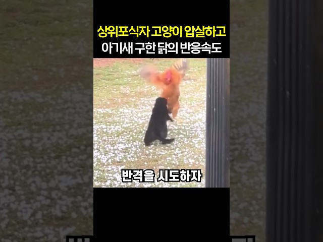 상위포식자 고양이 압살하고 아기새 구한 닭의 반응속도