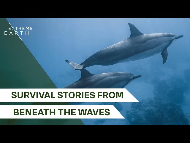 Discovering the Smartest Ocean Strategies for Survival | Underwater World