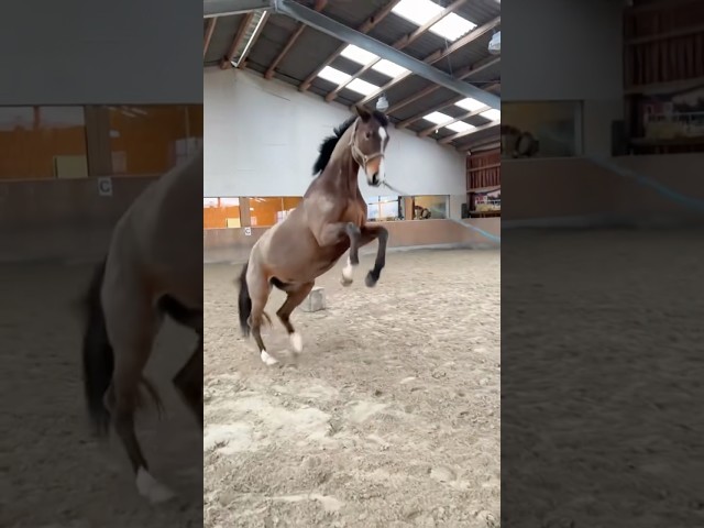 Dancing horse