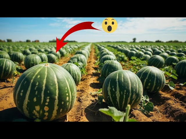 Fresh Watermelon are ready for harvesting