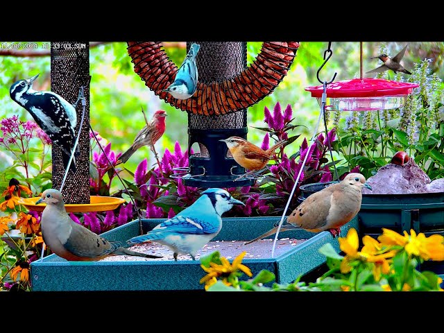 🔴LIVE Cottage Garden Bird Feeder: Cardinals, Woodpeckers, Goldfinches, and baby fledgling birds!