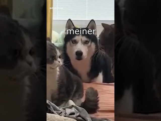 Die Dawgs heißen Stefan #lustig #witzig #funny #tiere #animals #meme #lachen #happy #2homiedawgs